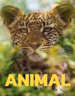 Animal online for free Animal online for free
